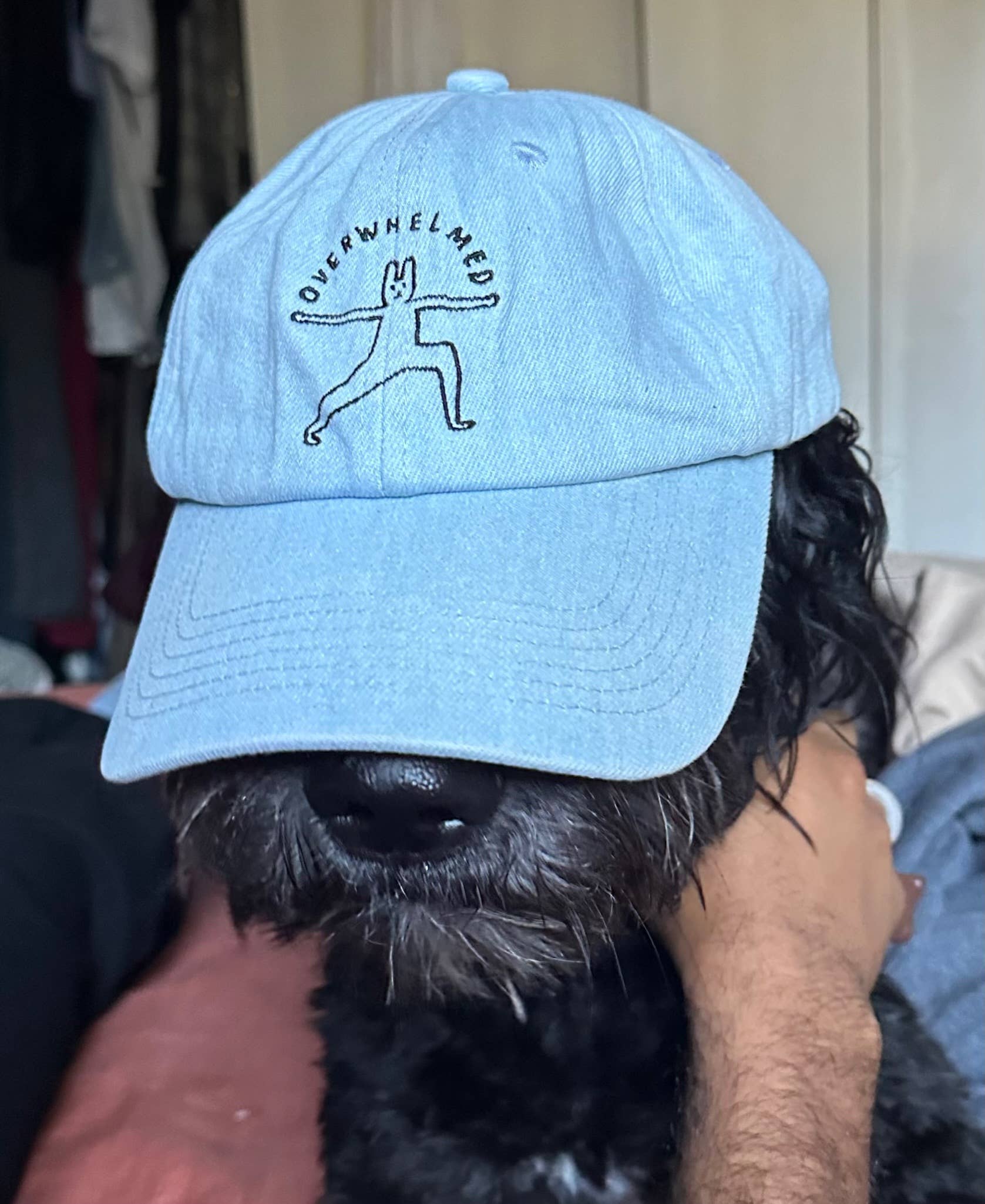 Light blue cap with a logo worn by a dog, covering a dog's eyes.